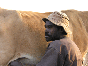 Een Koe met Boer