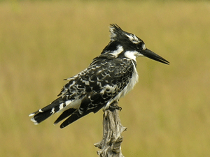 IJsvogeltje 